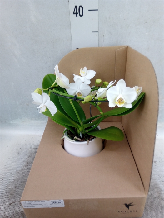 Phalaenopsis multi.   ...white