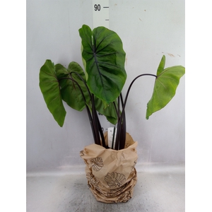 Colocasia esculenta