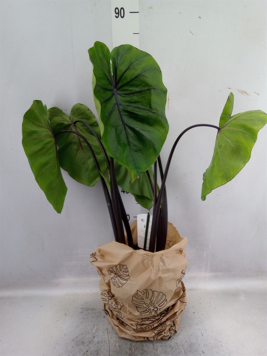 <h4>Colocasia esculenta</h4>