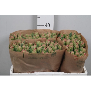 Tu Du Quin Trustfull