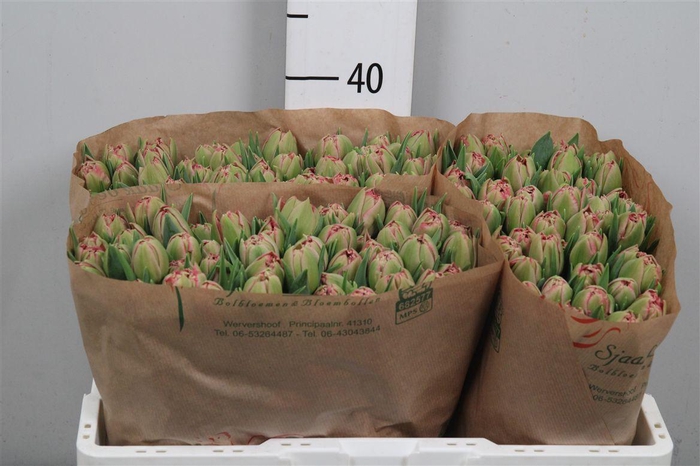 <h4>Tu Du Quin Trustfull</h4>