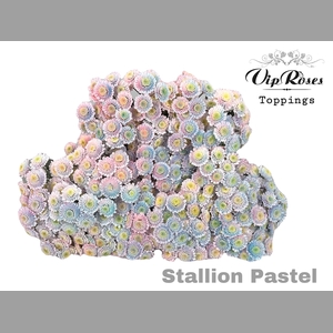 CHR T STALLION PASTEL