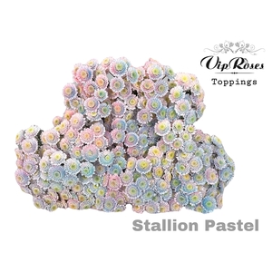 CHR T STALLION PASTEL