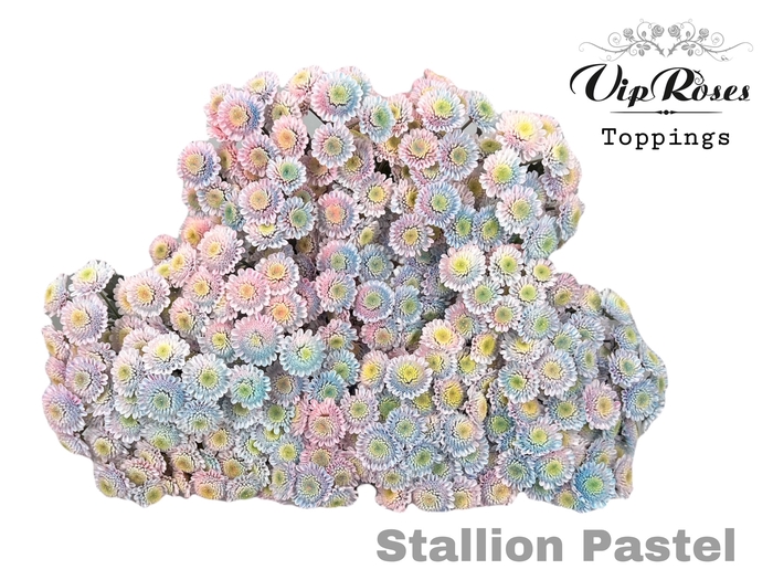 <h4>CHR T STALLION PASTEL</h4>