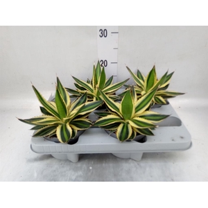 Agave lophantha 'Quadricolor'