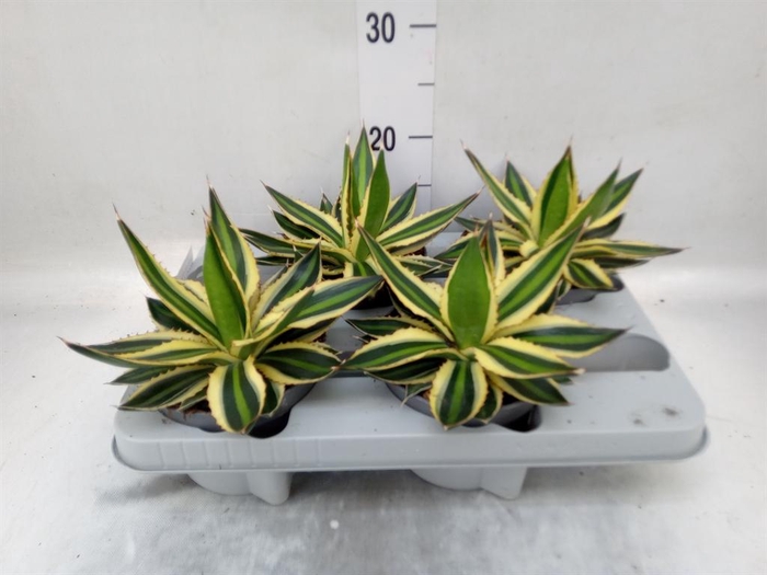 <h4>Agave lophantha 'Quadricolor'</h4>