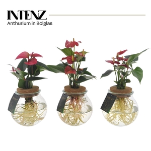 Anthurium mix in Bolglas - levertijd: 24 u