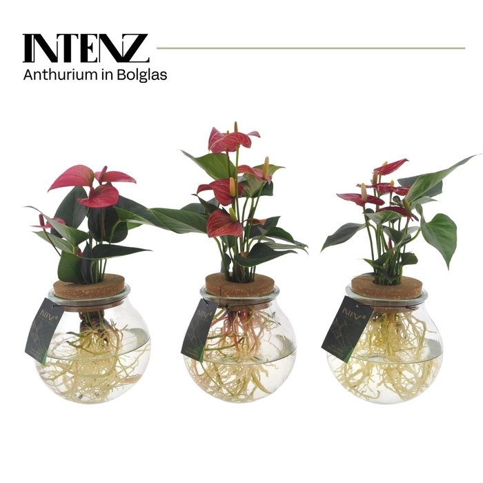 <h4>Anthurium mix in Bolglas - levertijd: 24 u</h4>