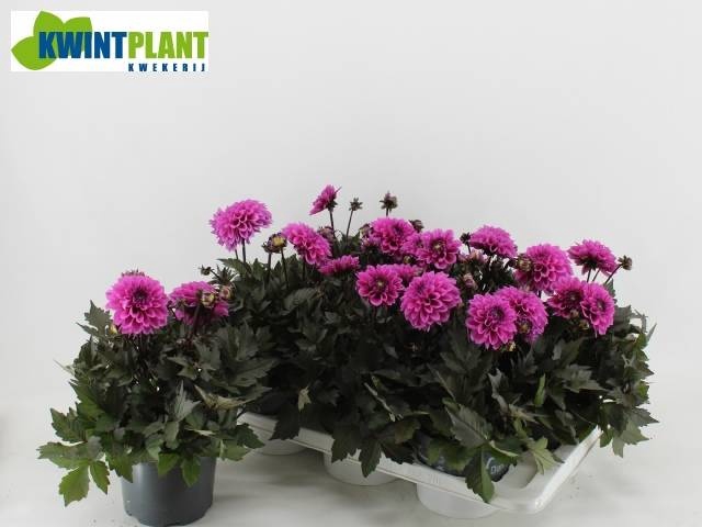<h4>DAHL GARDEN DL LAVEN</h4>