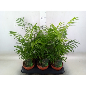 Chamaedorea elegans