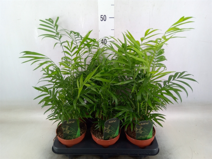 <h4>Chamaedorea elegans</h4>