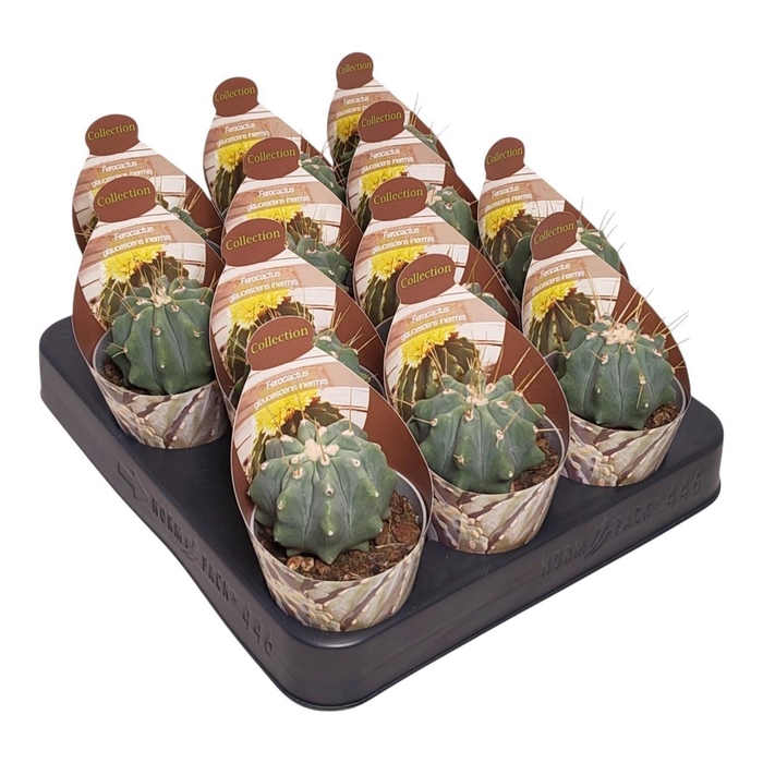 <h4>FEROCACTUS GLAUCES</h4>