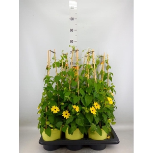 Thunbergia alata 'Ris Mooie Ogen'