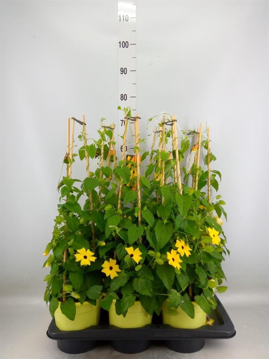 <h4>Thunbergia alata 'Ris Mooie Ogen'</h4>