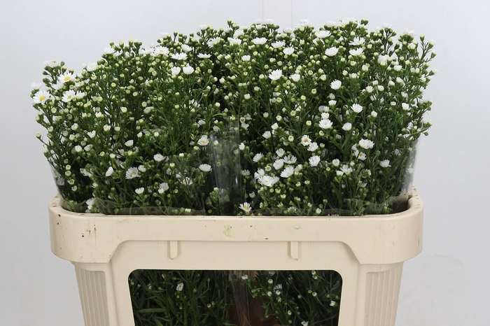 <h4>Aster Paquita</h4>