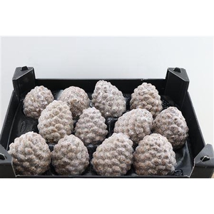 Wax Pinea Gl Naturel X12