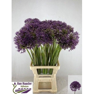 ALLIUM JACKPOT