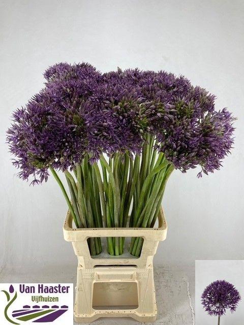 <h4>ALLIUM JACKPOT</h4>