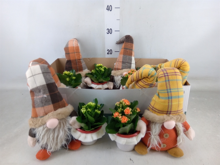 <h4>Arr.   Planten L%</h4>
