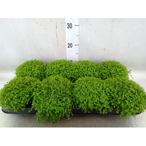 Soleirolia soleirolii   ...green