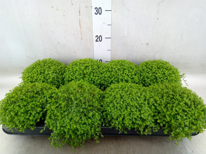<h4>Soleirolia soleirolii   ...green</h4>