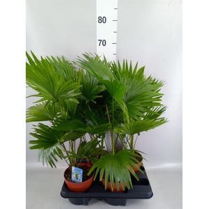 Livistona rotundifolia