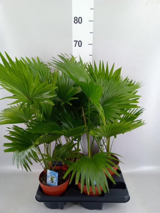 <h4>Livistona rotundifolia</h4>
