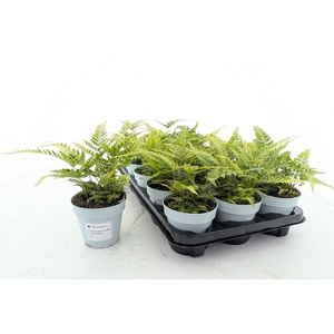 ARACH ARIS VARIEGATA