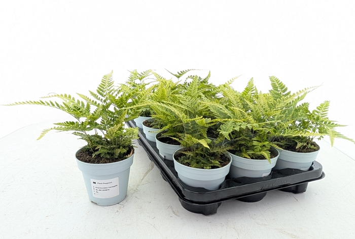 <h4>ARACH ARIS VARIEGATA</h4>