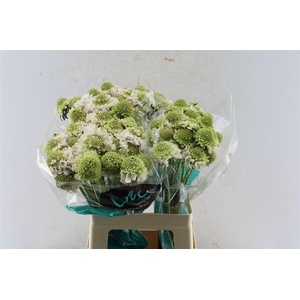 Scabiosa Focal Scoop Vanilla