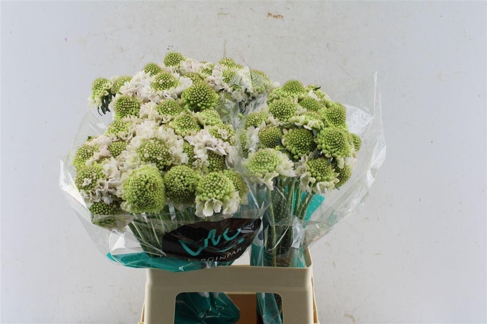 <h4>Scabiosa Focal Scoop Vanilla</h4>