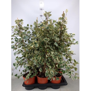 Ficus triangularis 'Sweetheart'