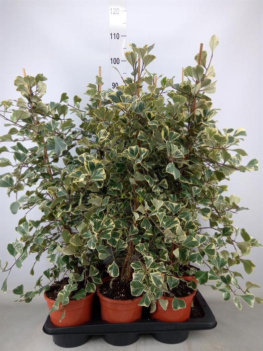 <h4>Ficus triangularis 'Sweetheart'</h4>