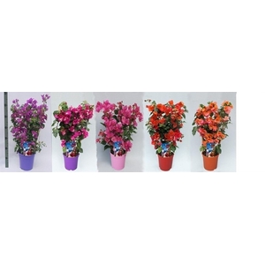 Bougainvillea Alexandra