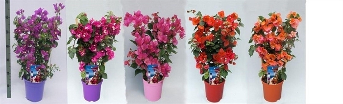 <h4>Bougainvillea Alexandra</h4>