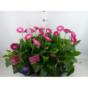 Gerbera  'Garvinea Classic Femmy'