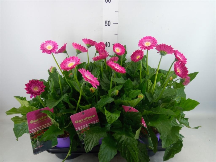 <h4>Gerbera  'Garvinea Classic Femmy'</h4>