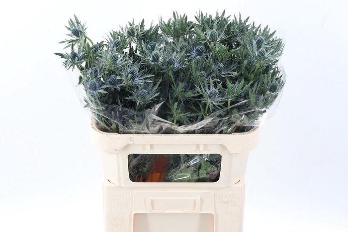 <h4>Eryn Orion Qstar</h4>