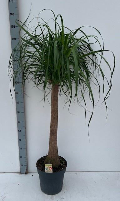 <h4>BEAUCARNEA RECUR</h4>