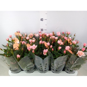 Rosa  'Rosaroma Pink'