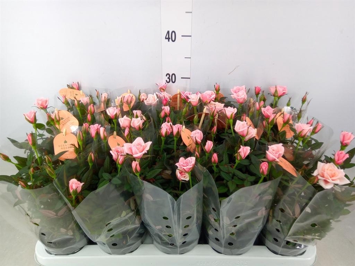 <h4>Rosa  'Rosaroma Pink'</h4>