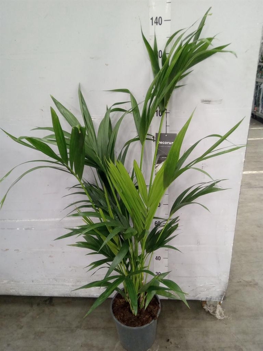 <h4>Howea forsteriana</h4>