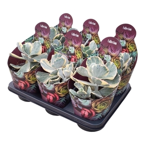 SEMPON SUR SUCCU GEM