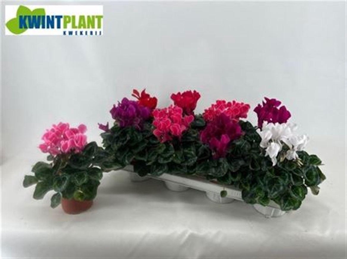 <h4>Cycl Md Sup Allure Gem</h4>