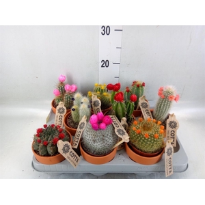 Cactus   ...decorated