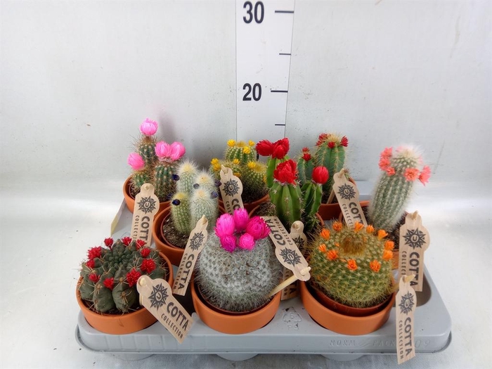 <h4>Cactus   ...decorated</h4>