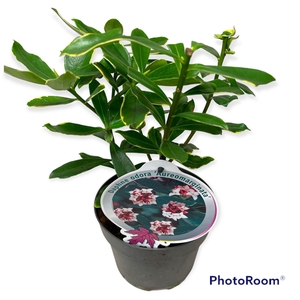 Daphne odora Aureomarginata' P17