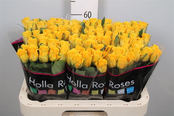 <h4>R Gr Jackpot+</h4>