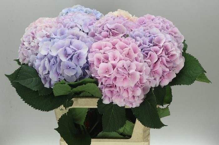 <h4>Hyd Verena Lavender</h4>