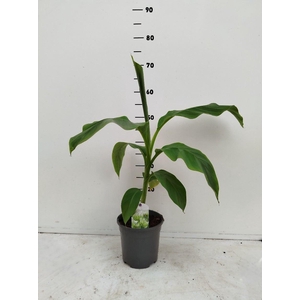 Musa basjoo